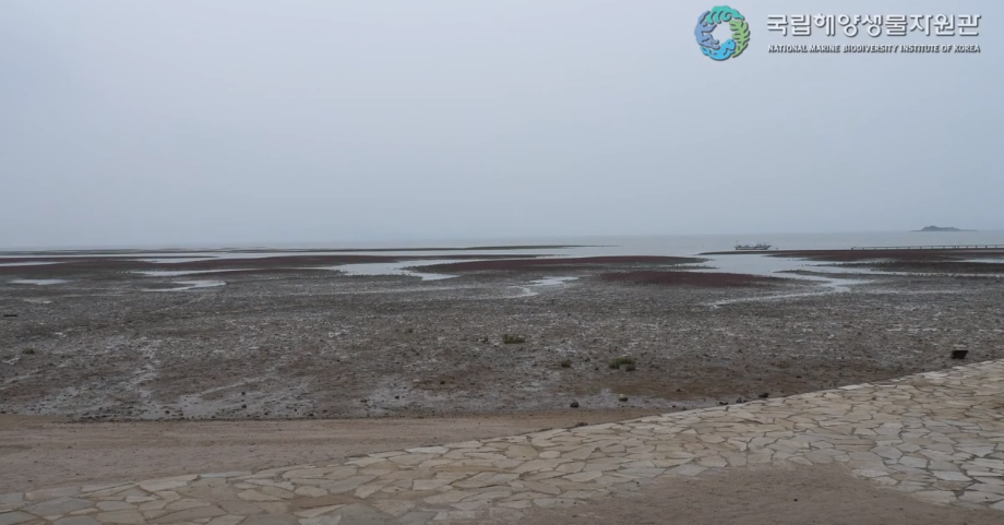 염생식물 ‘새섬매자기’, 미백 및 주름 피부개선 효능 발견 이미지
