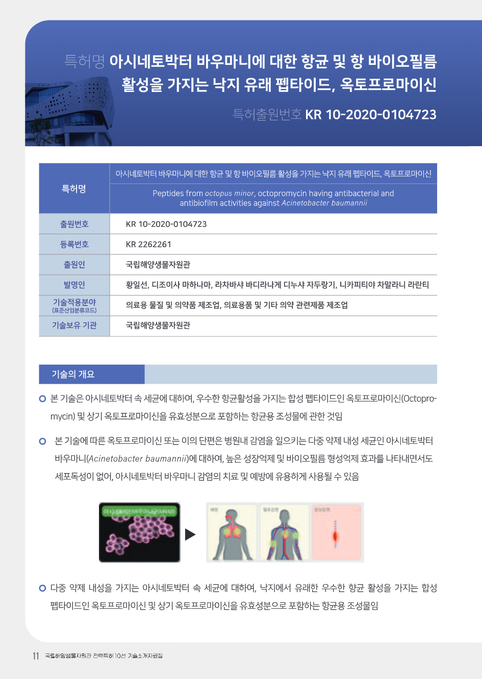 아시네토박터 바우마니에 대한 향균 및 항 바이오필름 활성을 가지는 낙지 유래 펩타이드, 옥토프로마이신 대표이미지