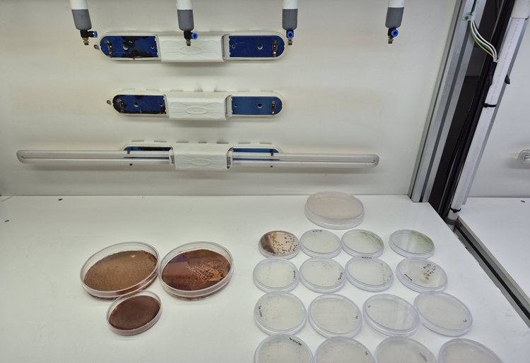 눈 건강 영양소 ‘아스타잔틴’, 미세조류로 값싸게 만든다 대표 이미지