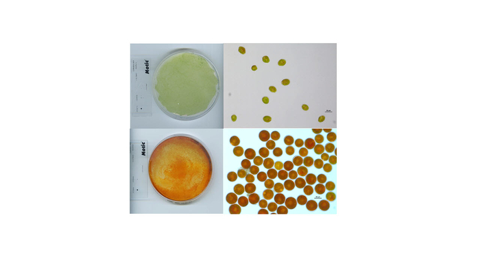 KIOST, 고부가가치 미세조류 저비용 배양 기술 개발 대표 이미지