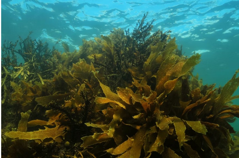 농업에서 조류의 잠재력을 발휘하는 것, 동물의 영양 대표 이미지