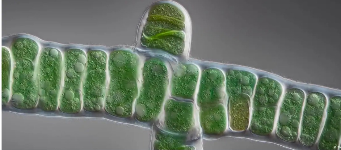 희망은 친환경 - 조류가 세상을 구할 수 있을까요? 대표 이미지