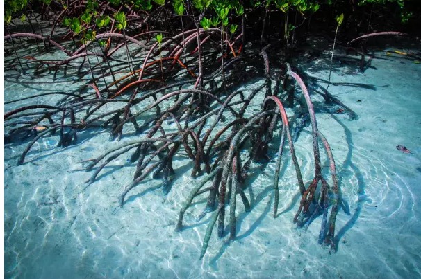 블루카본 대표 이미지