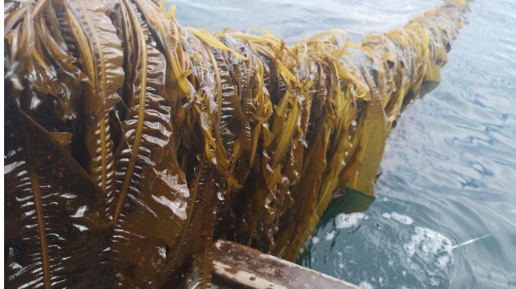 해조류가 어떻게 감염을 퇴치하는 약으로 사용될 수 있을까요 대표 이미지