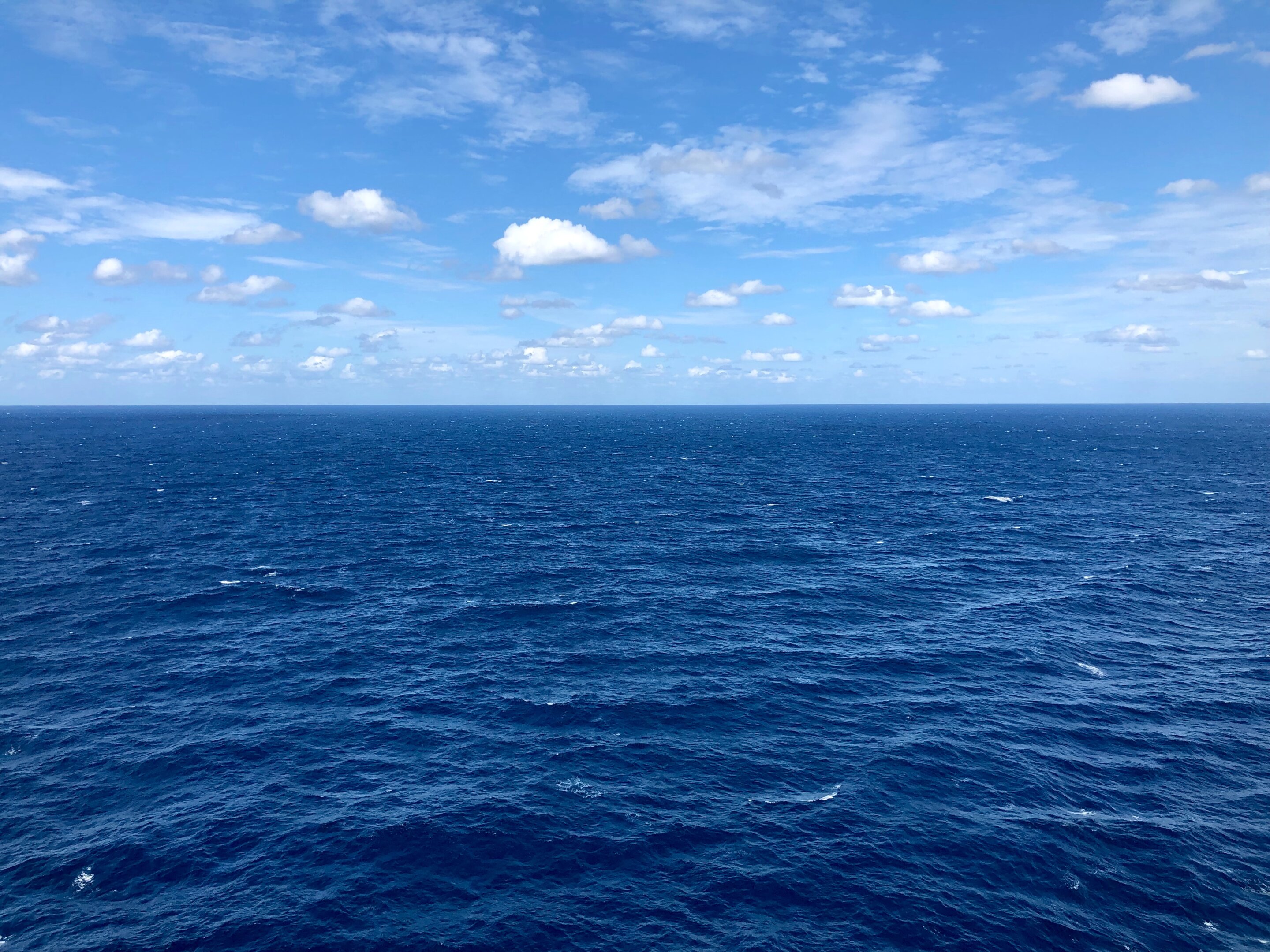 거대한 대서양에서 생태계의 경이로움과 위협은 수면 아래에 있다 대표 이미지