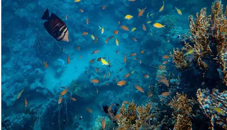 해양 생명 공학: 지속가능한 해양 개발을 위한 중요한 전략 대표 이미지