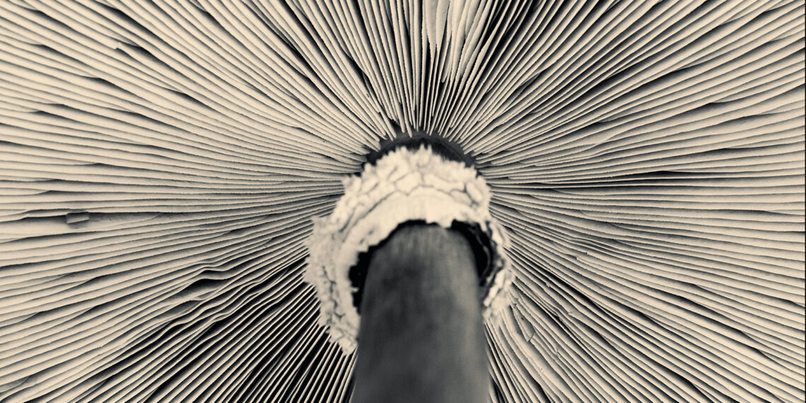 지속 가능한 바이오 경제의 "키스톤 종" 대표 이미지