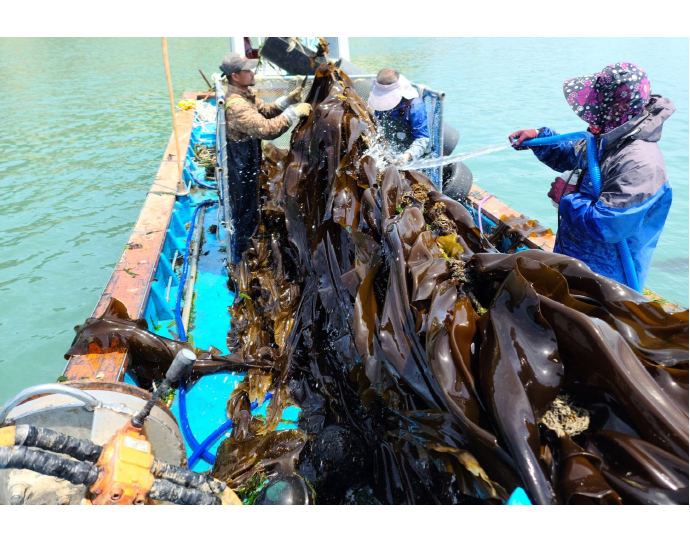 "버려지는 해조류를 활용할 수 있어 기뻐요…" 대표 이미지