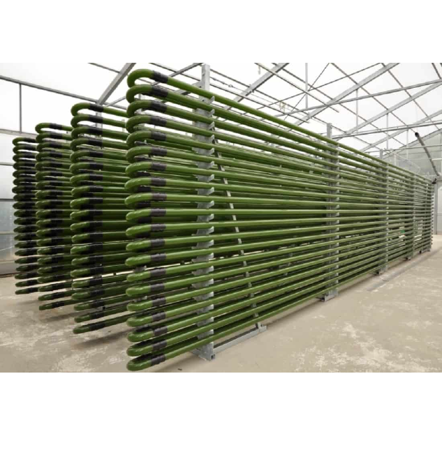 덴마크 과학자들이 남조류를 사용하여 "단백질을 만드는 방법"을 개발했다. 대표 이미지