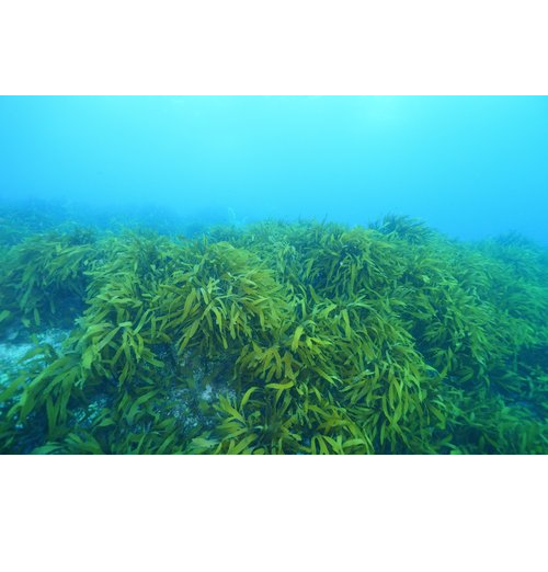 조류: 재생 가능한 바이오 연료의 왕인가 아니면 유행이 지나갔는가? 대표 이미지