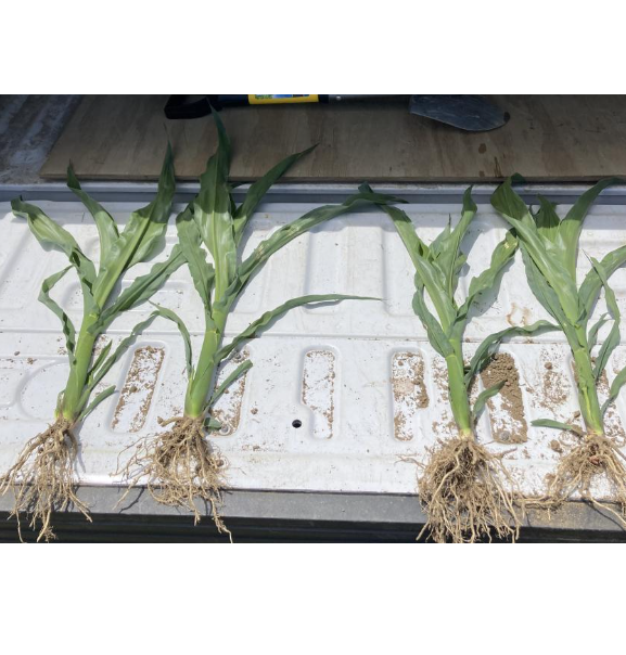 해초 추출물 기반 생물촉진제로 초기 시즌 작물 스트레스 해소 대표 이미지