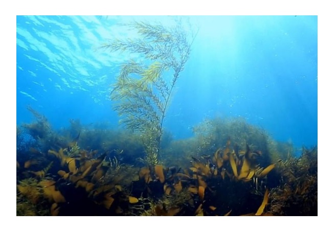 '해조류 식물성 단백질 활용한 '대체해조육' 개발한다 대표 이미지