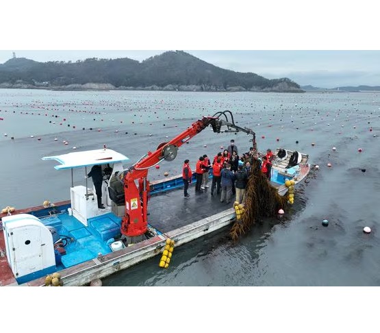 [뉴테크] 미역, 다시마가 희토류 공장된다…환경오염 없는 ‘바이오마이닝’ 대표 이미지