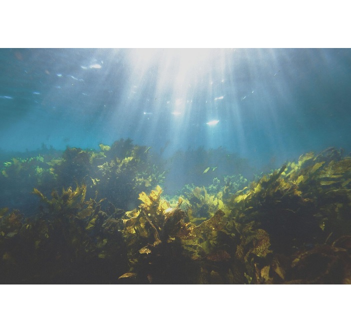 카리브해를 괴롭히는 해초가 친환경 제품이 될 수 있다 대표 이미지