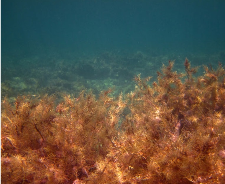 새로운 이스라엘 기술: 천연 화합물 및 의약품을 생산하는 "초조류" 대표 이미지