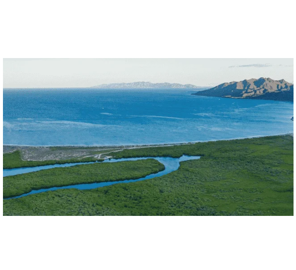 블루 카본 크레딧의 중요성 대표 이미지