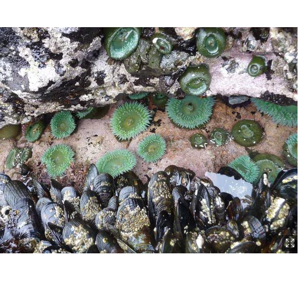 말미잘·홍합 이용한 국소 지혈 드레싱 개발 대표 이미지