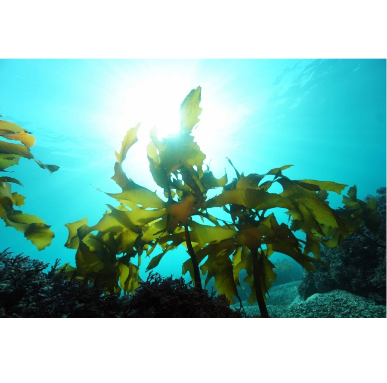 일본은 탄소 배출을 줄이고 해안을 복원하기 위해 '블루 카본'을 찾고 있습니다. 대표 이미지