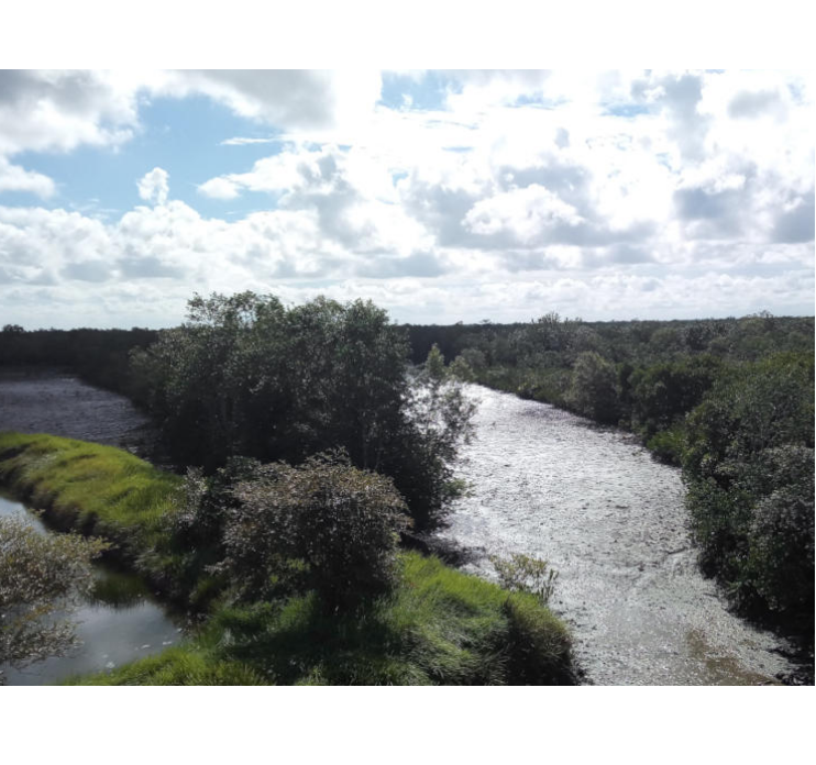 해안 탄소 제거 방법 '과잉 판매' – 연구 대표 이미지