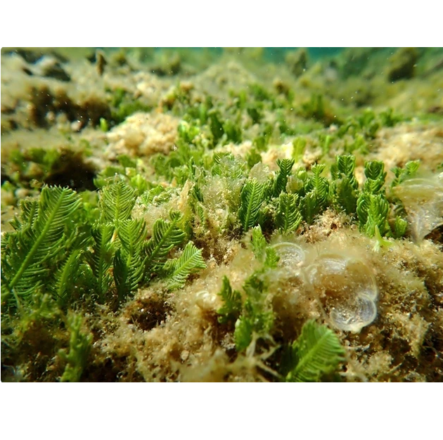 '알츠하이머병 치료를 위해 해조류를 사용할 수 있는 유망한 잠재력 대표 이미지