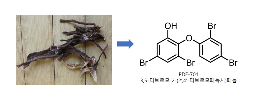 한국해양과학기술원, 해양생물서 당뇨성 신장질환 ‘치료 실마리’ 찾았다  | 출처 : 아시아경제 | https://www.asiae.co.kr/article/2025110512314471032 대표 이미지