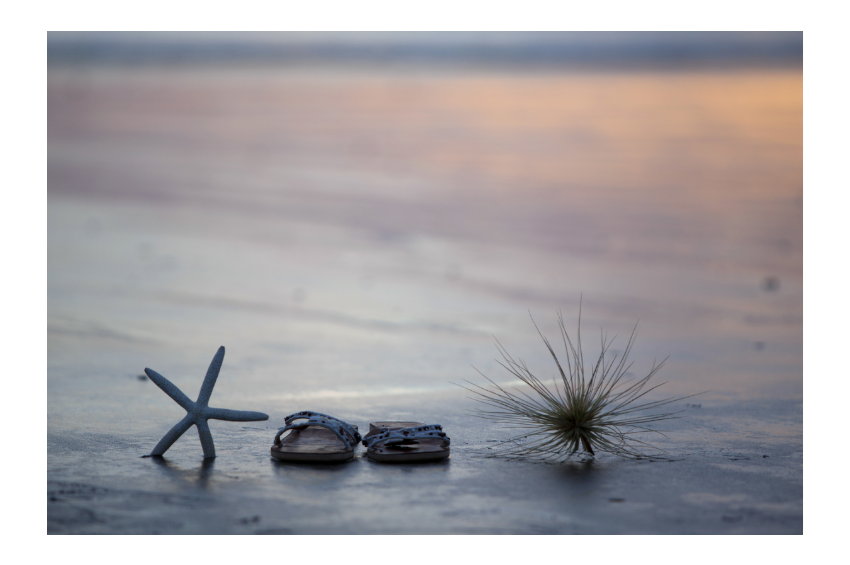 불가사리·성게로 친환경 섬유 만든다···해수부, 신기술 8건 인증 대표 이미지