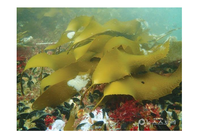 국립해양생물자원관 해조류 '곰피' 항균효능 특허출원 대표 이미지