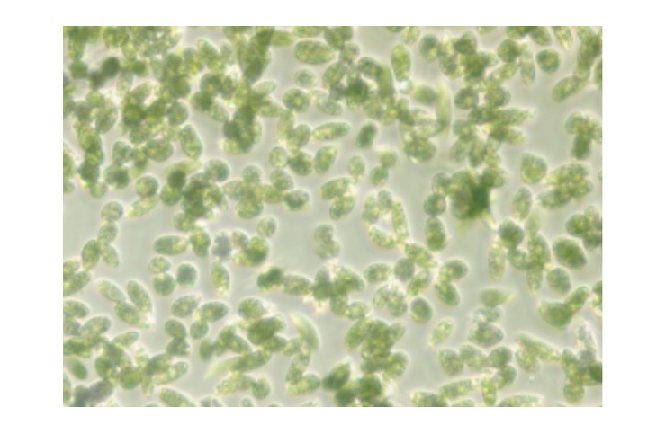 유일바이오텍, '미생물 대량 생산 기술' 해양수산신기술(NET) 인증 획득 대표 이미지