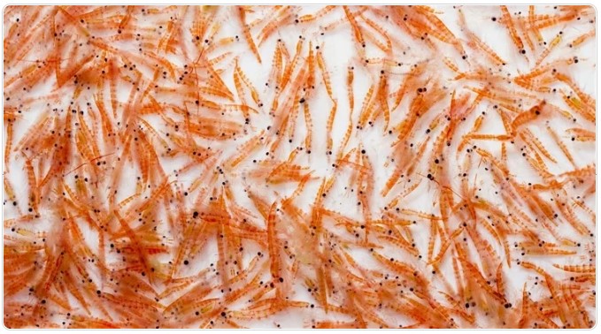 (생물체에 따른 오메가-3 차이 관련) How microalgae, fish, and krill store omega-3s differently and why it matters 대표 이미지