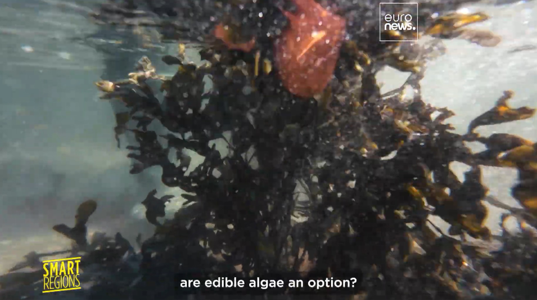 (덴마크-독일 해조류 산업 육성 관련) Denmark and Germany explore edible seaweed as a sustainable food source 대표 이미지