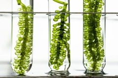 (블루 뷰티 트렌드) Engineering cosmetic credibility: How biotech is maturing marine beauty 대표 이미지