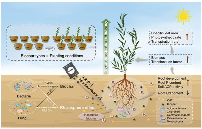 (Biochar를 이용한 카드뮴 오염 토지 정화 기술) Scientists uncover how engineered biochar and microbes work together to boost plant-based cleanup of cadmium-polluted soils 대표 이미지