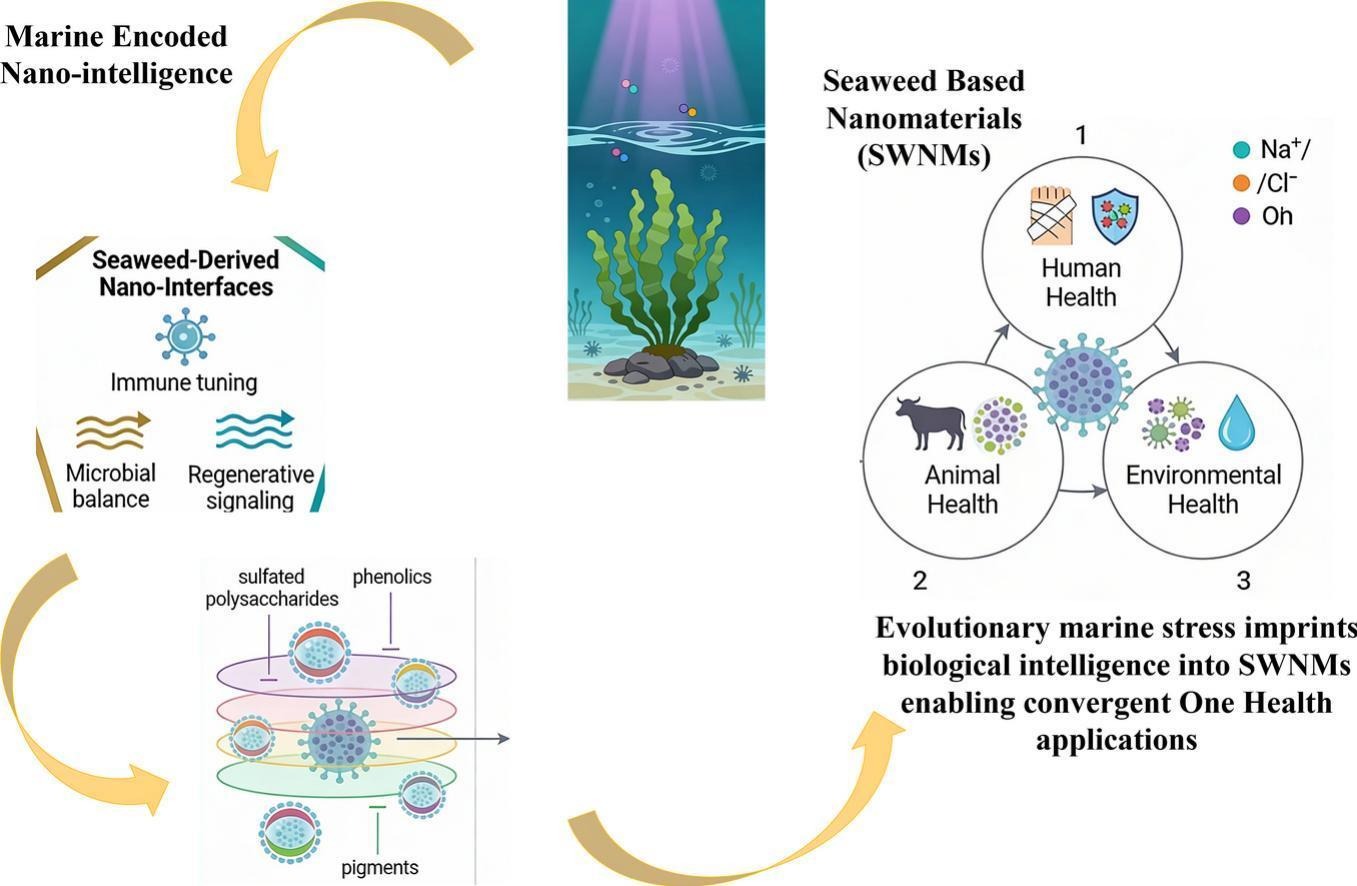 (해조류 기반 나노소재 개발) Seaweed-derived nanomaterials: A green nanotechnology approach toward one health–oriented medical solutions