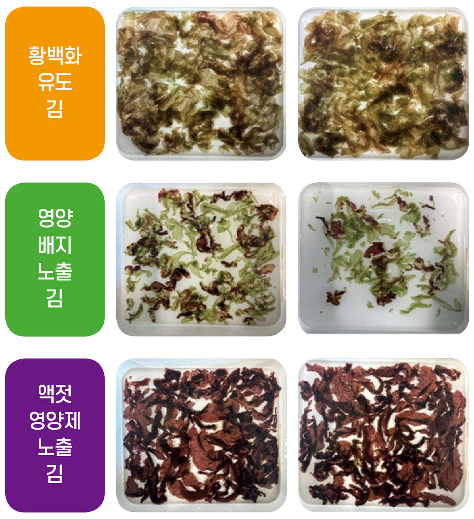 액젓 찌꺼기의 반전… 김 황백화 치료 효과 입증 대표 이미지