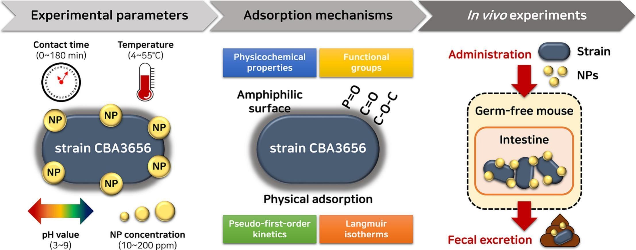 (식품 유래 유산균 이용 나노플라스틱 제거 기술) Efficient biosorption of nanoplastics by food-derived lactic acid bacterium 대표 이미지