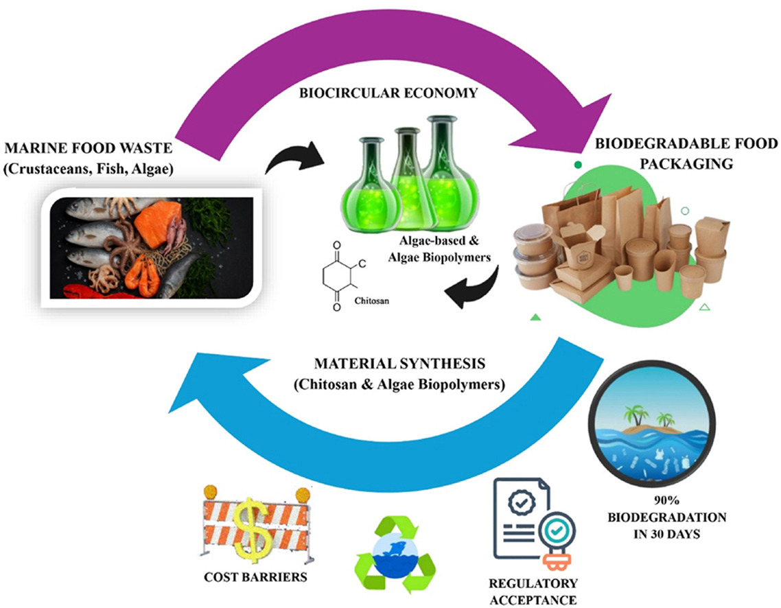 (해양 유기성 폐기물 기반 에너지 전환 기술) Upcycling marine food waste into biodegradable food packaging: A sustainable approach toward zero-waste society and biocircular economy 대표 이미지