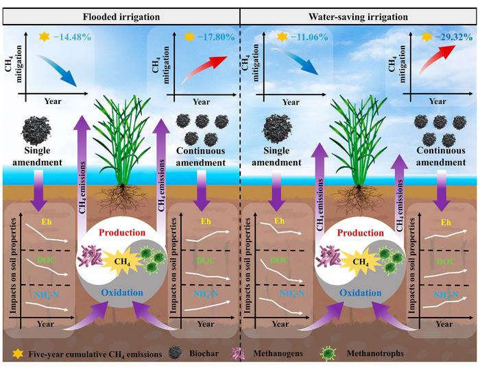 (논에서 발생하는 메탄 배출을 줄이기 위한 바이오차(Biochar) 활용) Five-year field study reveals smarter biochar strategy to cut methane from rice paddies 대표 이미지