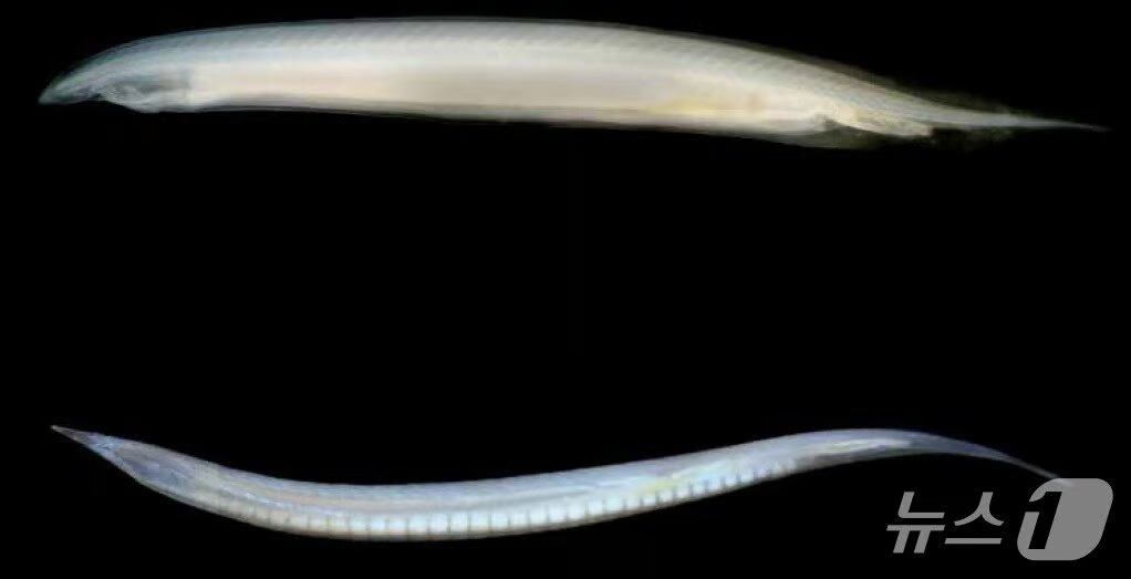 해양생물 창고기 유전체 해독…척추동물 기원 단서·바이오소재 가능성 밝혀 대표 이미지