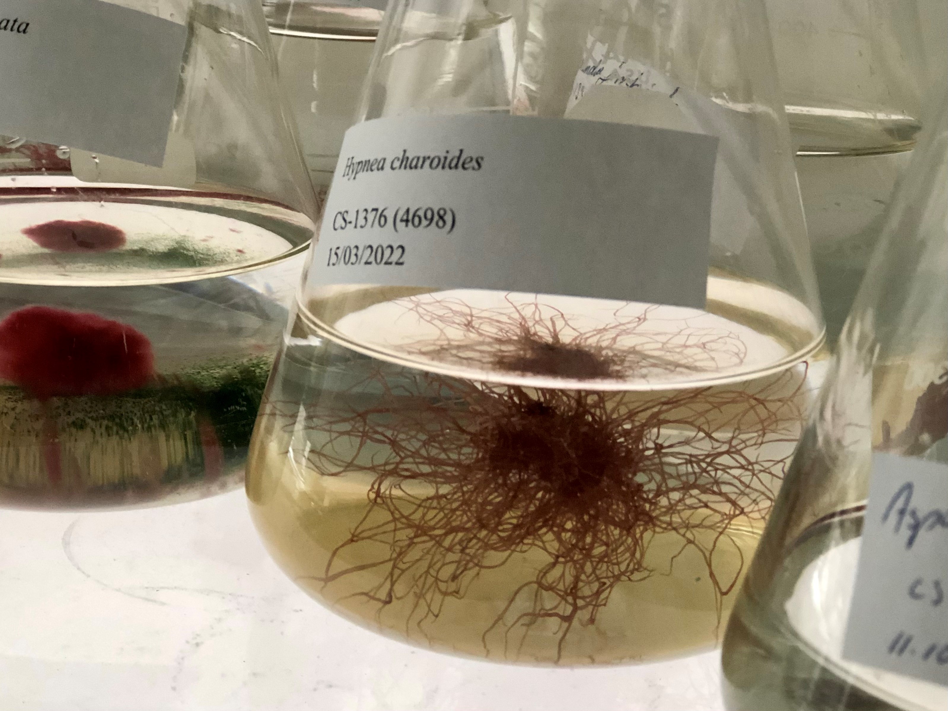 (DNA 기반 분석 이용 해조류 포함 해양 생물 분류체계 재정립 연구) How science is rewriting the rules of marine taxonomy, one seaweed at a time 대표 이미지