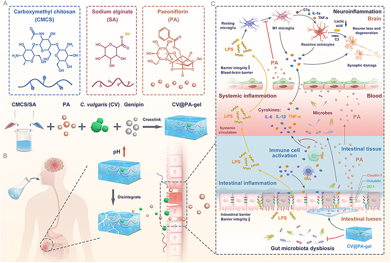 (해조류 유래 하이드로젤을 이용한 염증성 질환 다중(멀티) 바이오마커 탐지 기술) A Synergistic Hydrogel-Microalgae Platform for Dual-Targeting of Intestinal and Neuroimmune Dysfunction in Inflammatory Bowel Disease 대표 이미지