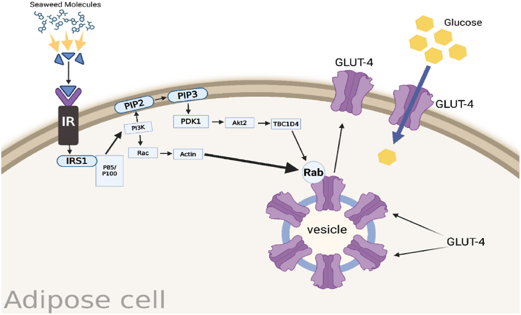 (해양식물 유래 생리활성 물질의 당뇨 관리 연구) Exploring the Uncharted Potential of Sea Plants for Diabetes Management: Advances, Challenges, and Future Directions 대표 이미지