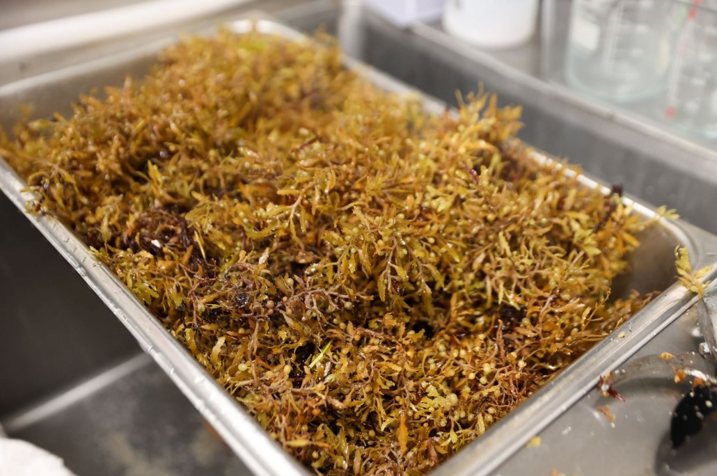 (괭생이모자반 식품 등급 소재 활용 연구 관련) As sargassum floods Florida beaches, FIU researchers uncover new use as food-grade ingredient 대표 이미지