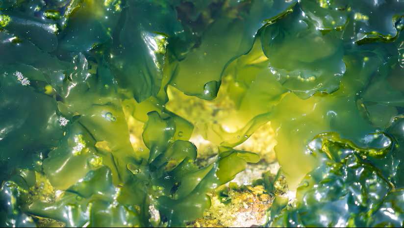 (미세조류 유래 오메가-3 고함량 오일 출시) Fermentalg launches high-potency EPA and DHA algal oil 대표 이미지