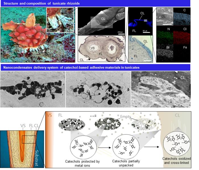 (POSTECH-멍게 생체모방 수중 접착 전달 기술 연구) Could sea squirts' nano-packaging delivery system help restore sea forests? 대표 이미지