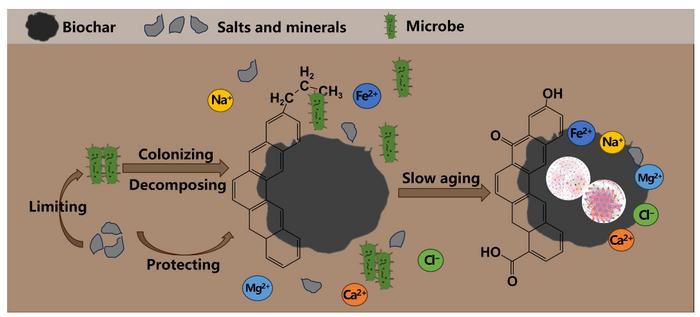 (염분의 바이오차 영향 연구) Increased soil salinization slows biochar aging and limits microbial colonization (IMAGE) 대표 이미지