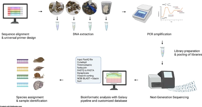 (DNA 메타바코딩 기반 가공 수산물 종 판별 기술 개발) DNA metabarcoding for food authentication: identification of freshwater, marine, and terrestrial gastropods in commercial food products 대표 이미지