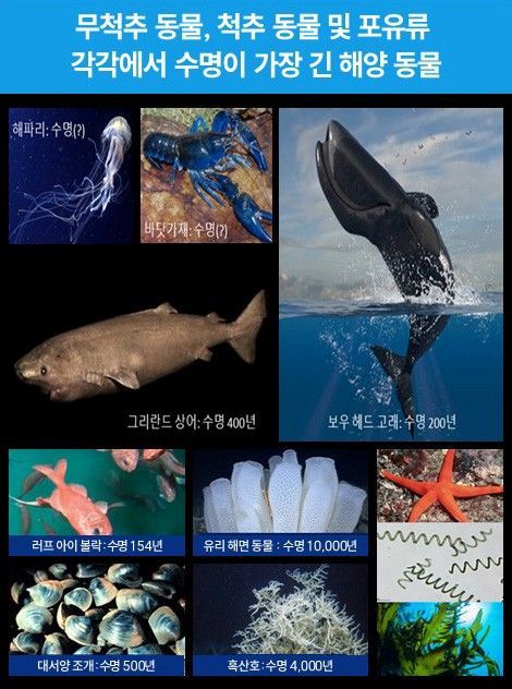 400년 상어·4000년 산호… '늙지 않는 바다' 연구 시작 대표 이미지