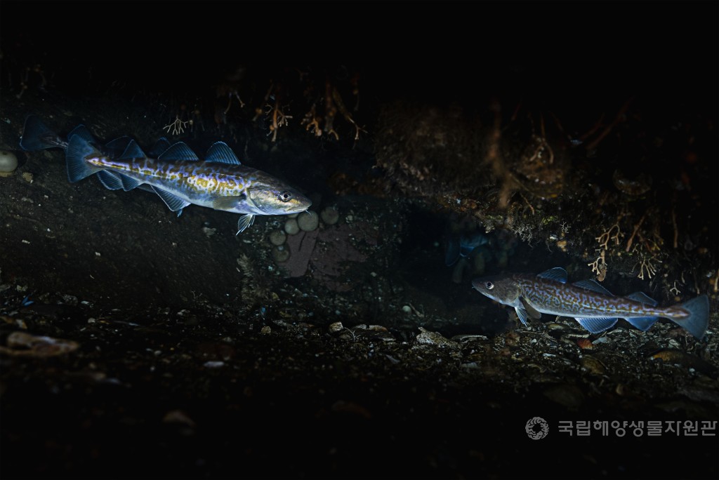 제4회 해양생물 수중사진 공모전 수상작(디지털카메라 부분)