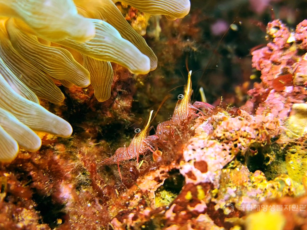 제4회 해양생물 수중사진 공모전 수상작(스마트폰 카메라 부분)